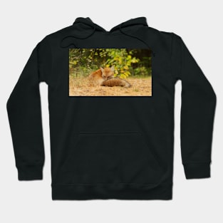 Red Fox, Algonquin Park Hoodie